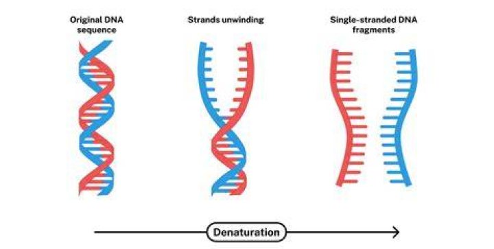 Are oligos single-stranded or double-stranded