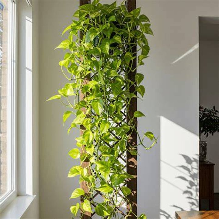 Can I put my pothos outside during the summer