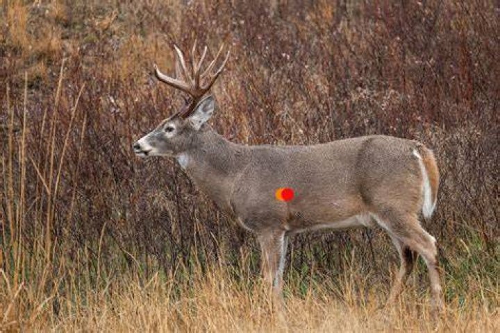 Can I shoot a cougar on my property in Oregon