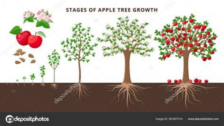 Can you make an apple tree not produce apples
