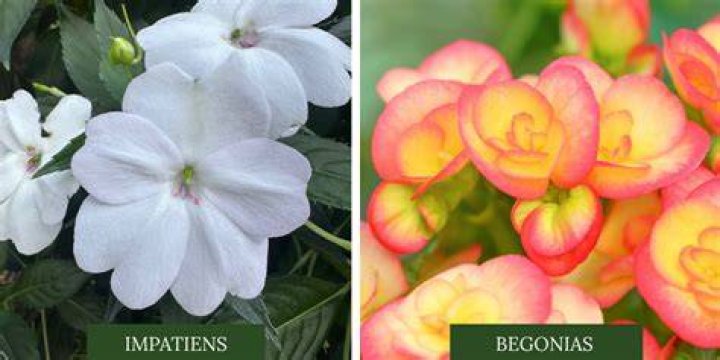 Can you plant begonias and impatiens together
