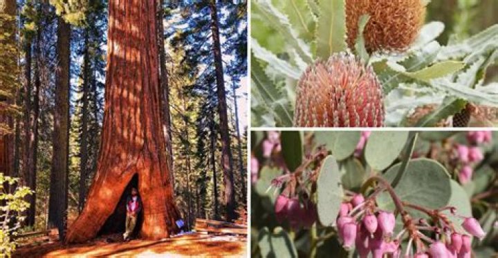 Do giant sequoia trees need fire to reproduce
