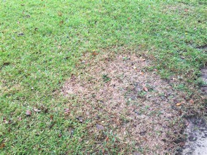Does centipede grass turn brown in the winter