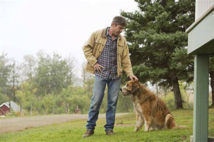 Does the dog die in the movie A Dogs Purpose