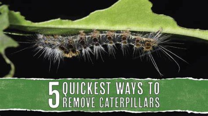 How do I get rid of caterpillars in my carpet