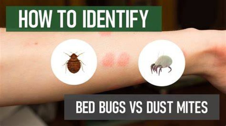 How do I get rid of white mites in my bedroom