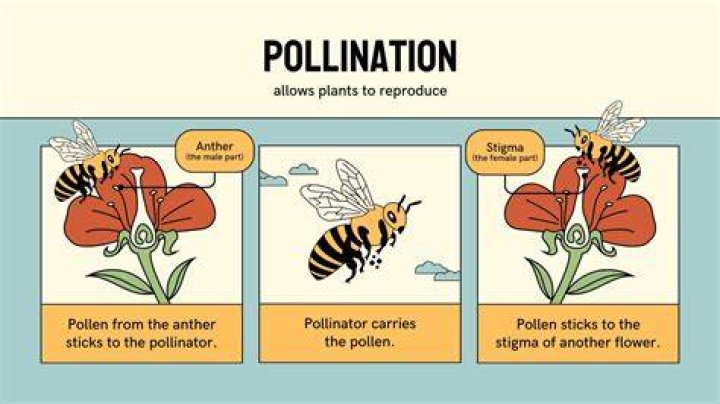 How do I know if my seeds are open-pollinated