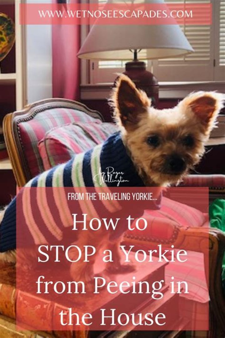 How do I stop my Yorkie from peeing on my bed