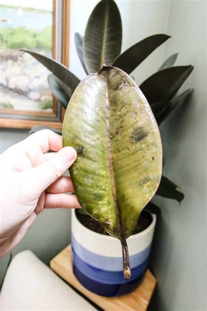 How do I treat brown spots on my rubber plant