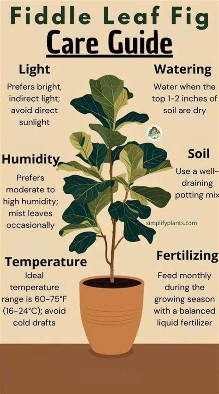 How do you care for a fiddle leaf fig outside