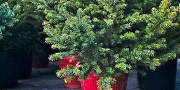 How do you keep a potted Christmas tree alive