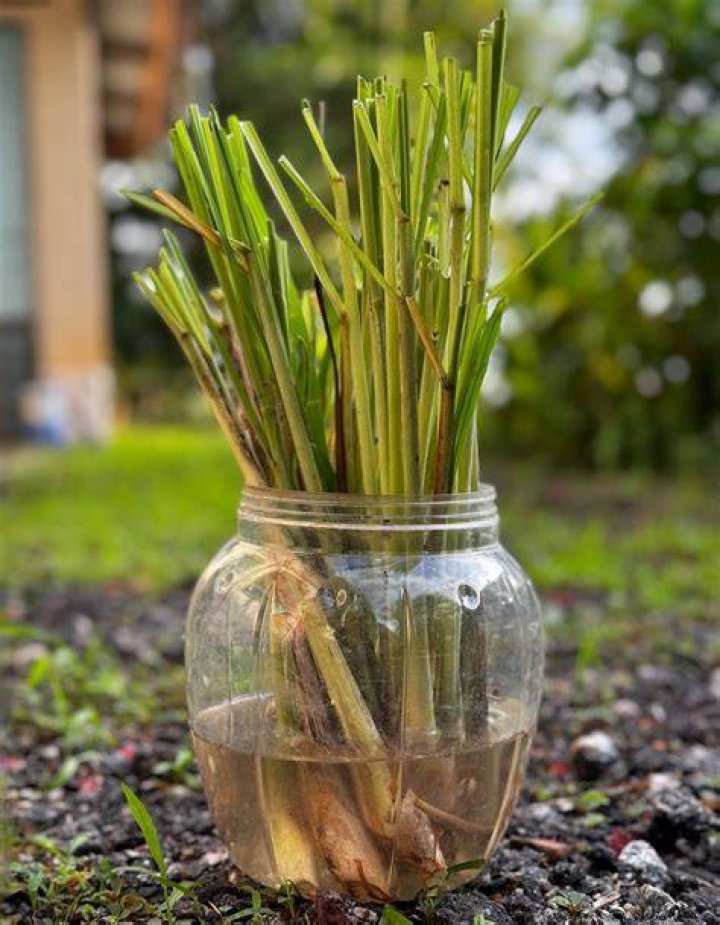 How do you take care of lemongrass in Florida