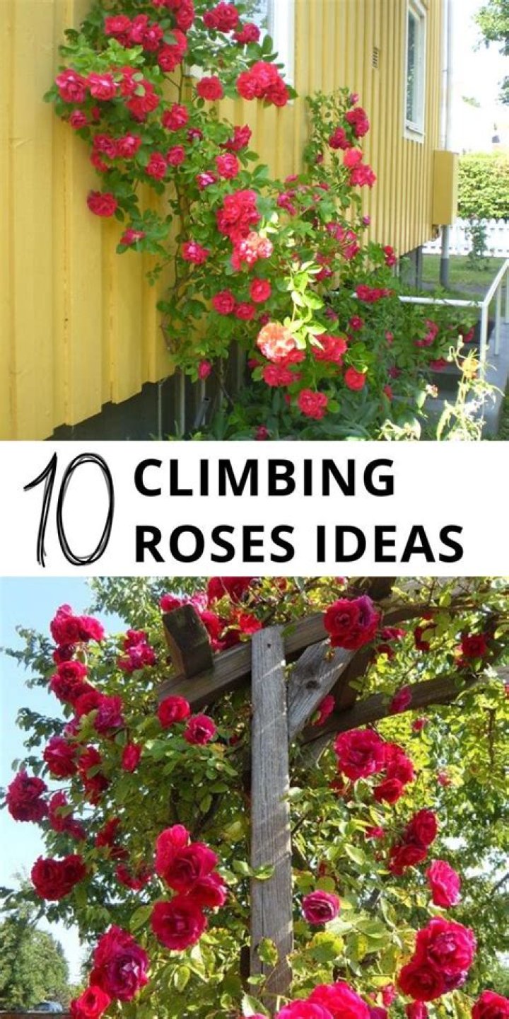 How do you train a Don Juan climbing rose