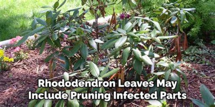 How do you treat brown spots on rhododendrons