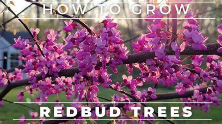How many hours of sun does a redbud tree need