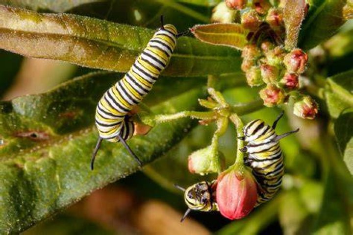 How much milkweed do monarch caterpillars eat