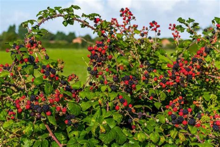 How much sunlight does a blackberry bush need