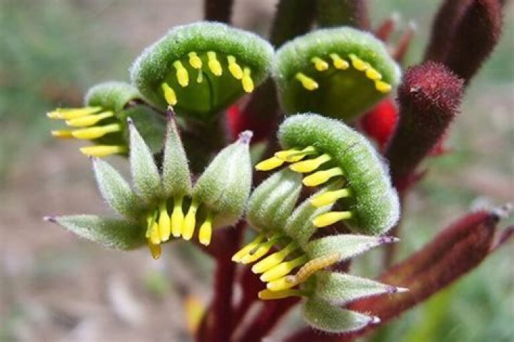 How often do kangaroo paws need to be watered