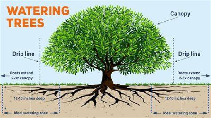 How often should you water trees in a drought