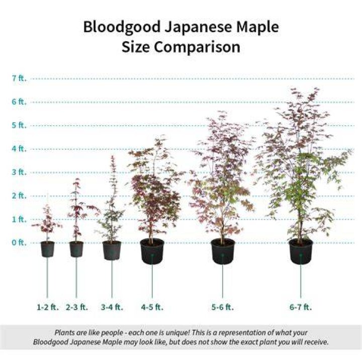 How tall does a Bloodgood Japanese maple grow