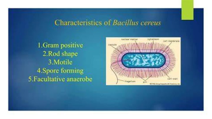 Is Bacillus cereus dnase positive or negative