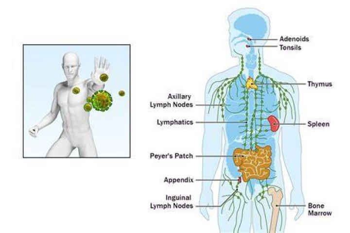 Is Being Too clean bad for your immune system