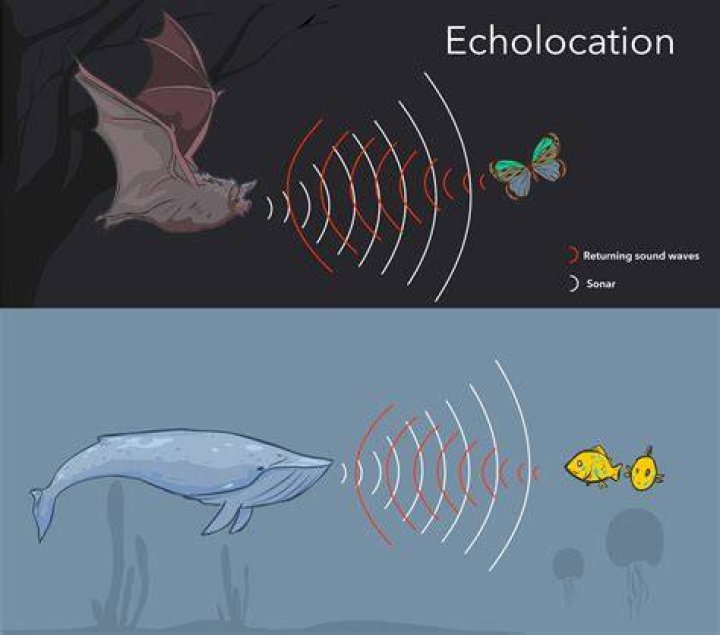 Is it possible for humans to use echolocation