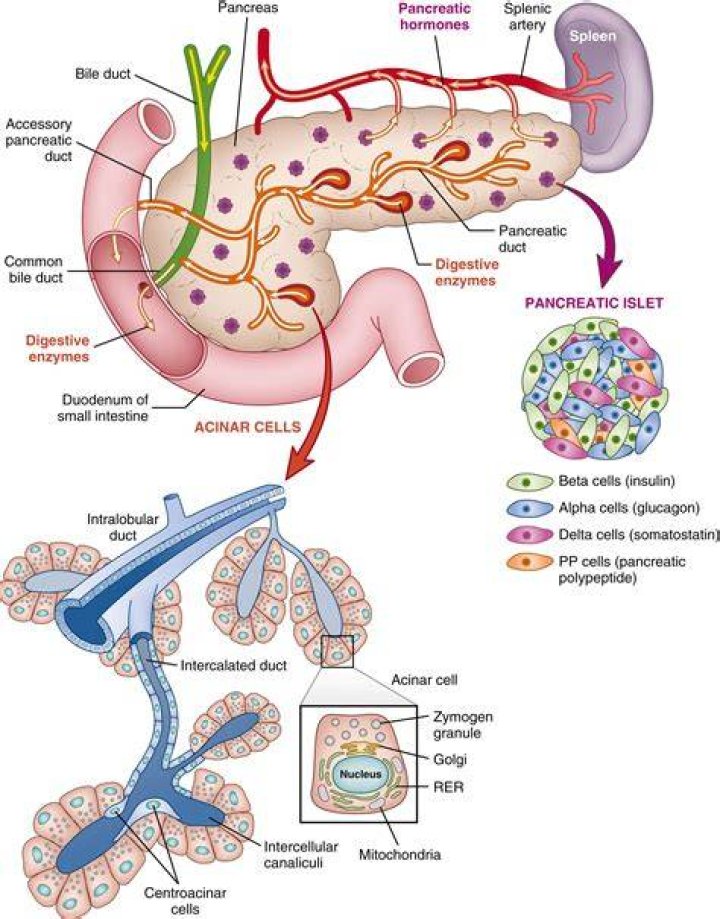 Is the pancreas positive or negative feedback