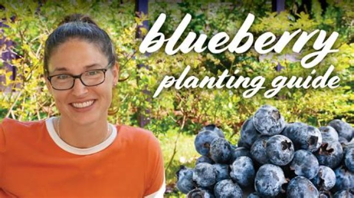 Should blueberries be fertilized when planted