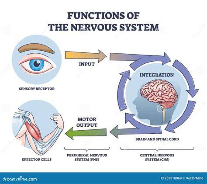 What are the 3 major functions of the nervous