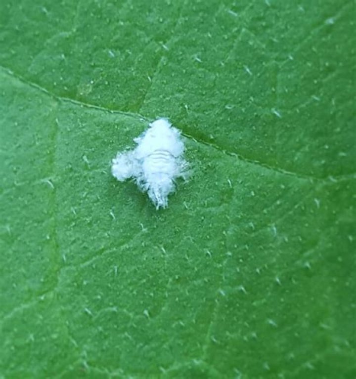 What are the little white cotton looking bugs