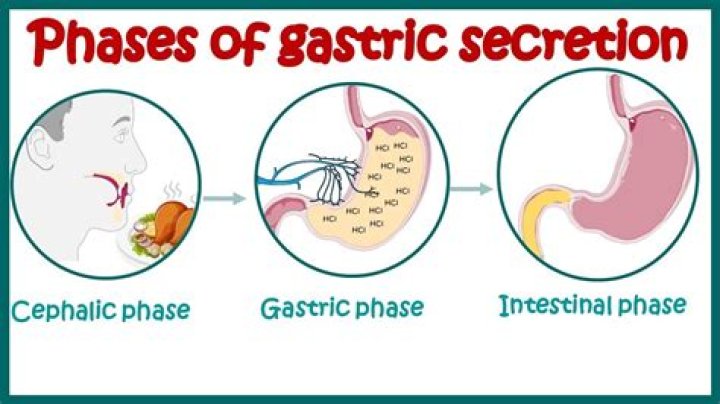 What are the three phase of gastric secretion