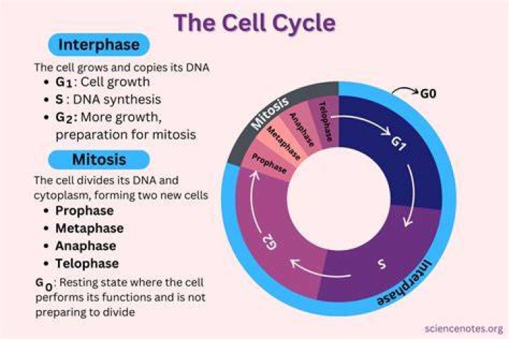 What are two things that limit a cells growth