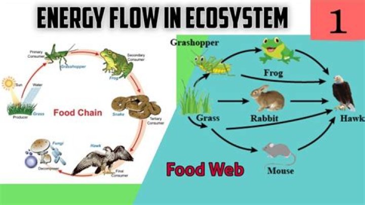 What direction does energy flow in a food web
