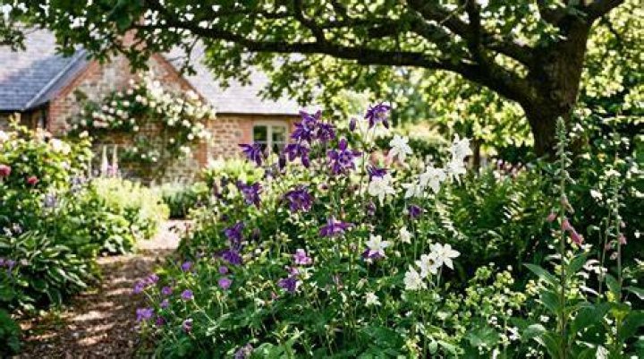 What do you do with Aquilegia after flowering