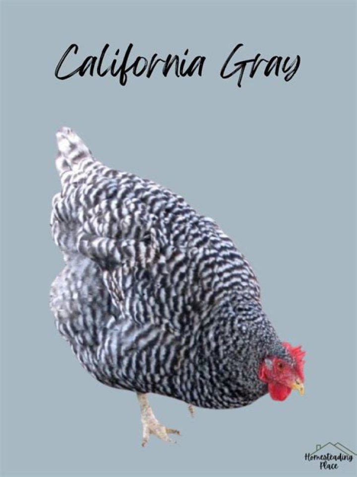 What does a California gray chicken look like