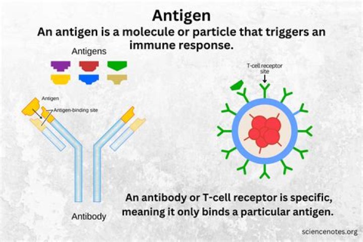 What does it mean when something is antigenic