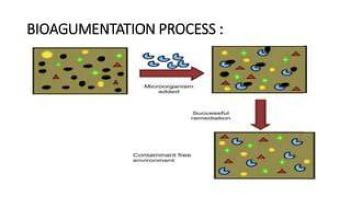 What is Bioaugmentation during bioremediation