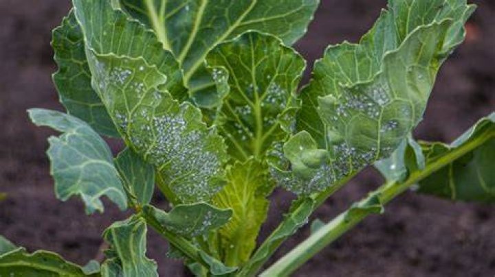 What is eating my cabbage and broccoli plants