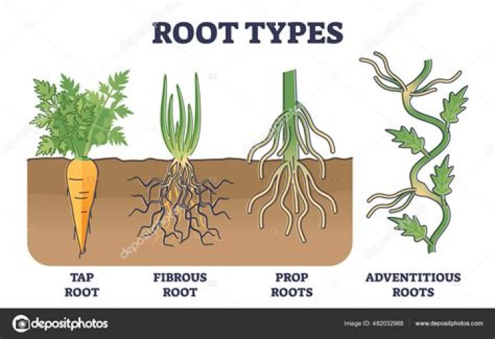 What is the difference between root and Ramus