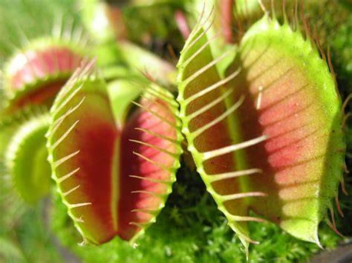 What is the name of the plant that eats flies