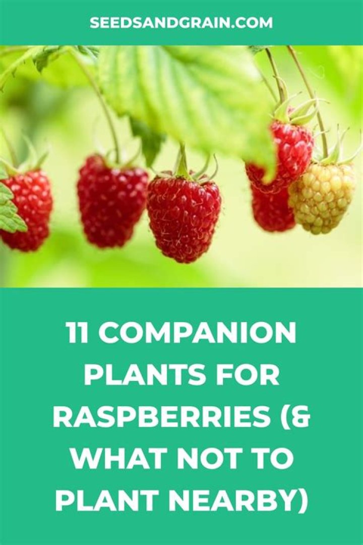 What should you not plant next to raspberries