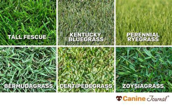 What type of grass seed do I need in Kentucky