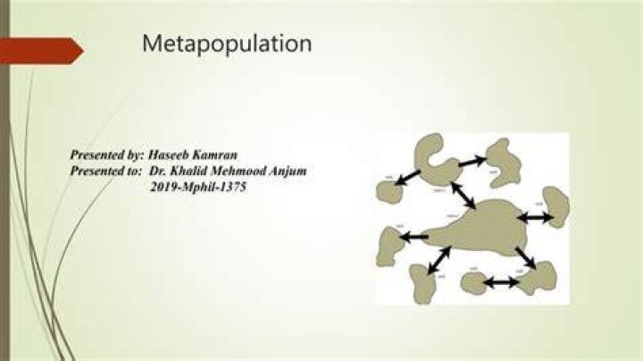 What was the example of metapopulation theory