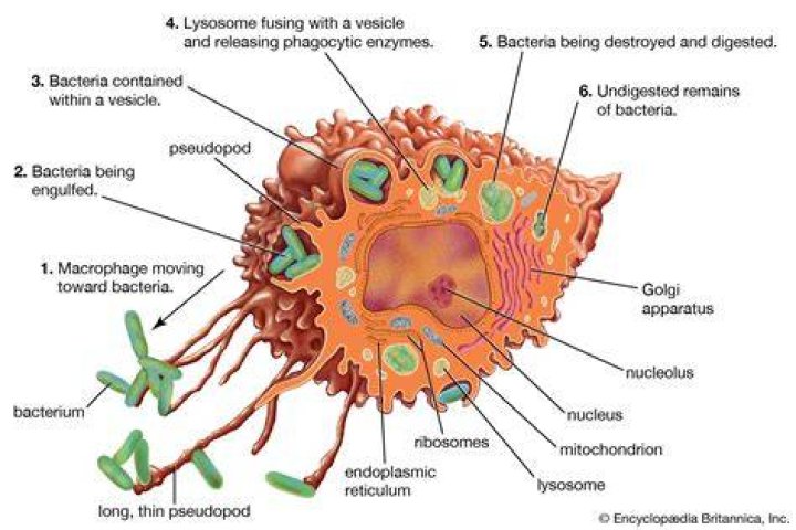 Which cells chew up invading germs are called