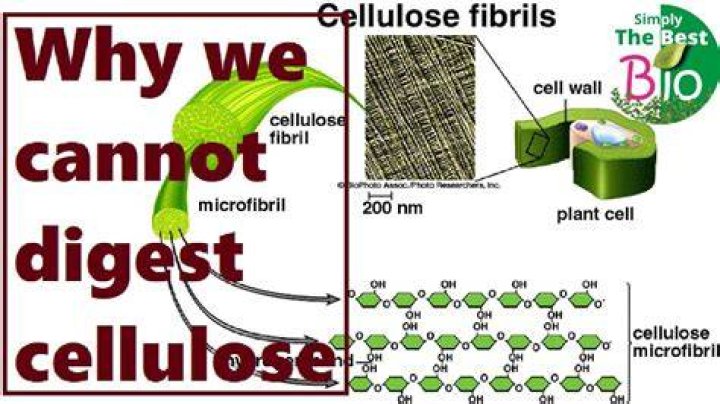 Why cellulose is not digested by human beings