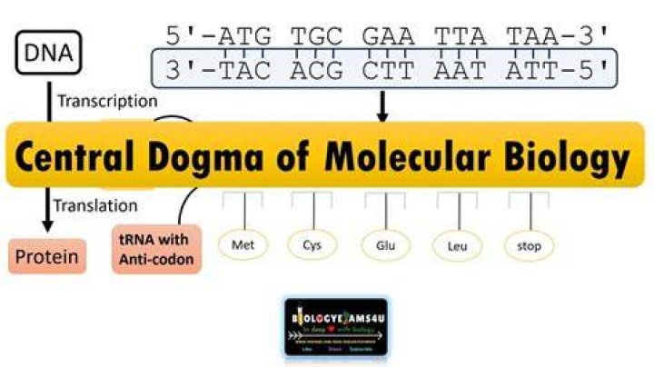 Why is it called the Central Dogma of biology